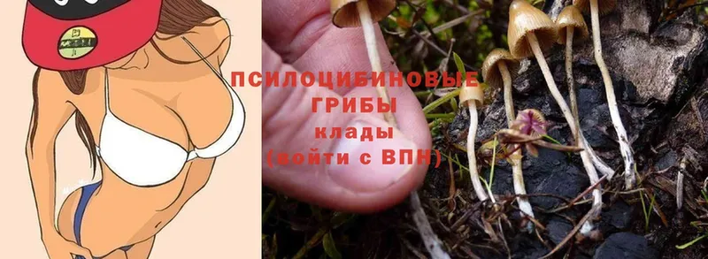 где продают наркотики  Асбест  Галлюциногенные грибы Cubensis 